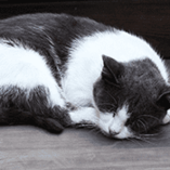 chat ronfle